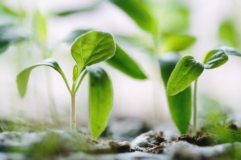 Capital efficient growth is the new north star for SaaS