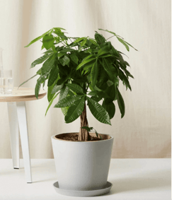 Money Tree from Bloomscape